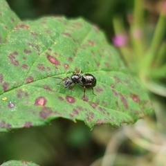 Formica lemani