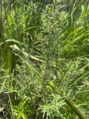 Epilobium leptophyllum