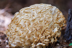 Sparassis spathulata