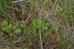 Rubus arcticus