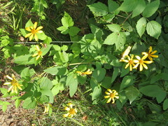 Helianthus divaricatus