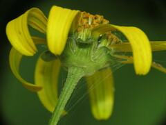 Helianthus divaricatus