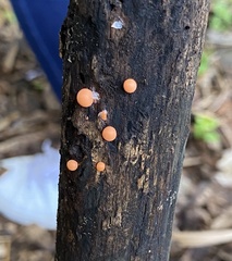 Hemitrichia decipiens