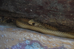 Malpolon monspessulanus