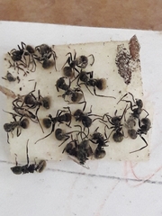 Dolichoderus bispinosus