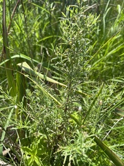 Epilobium leptophyllum