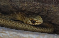 Malpolon monspessulanus