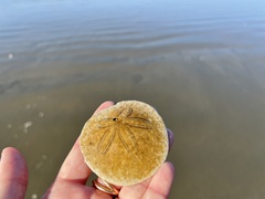 Dendraster excentricus