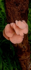 Pleurotus djamor