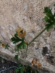 Malva moschata
