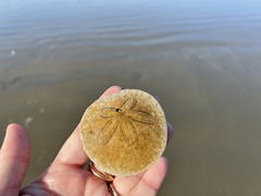 Dendraster excentricus