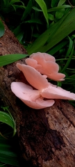 Pleurotus djamor