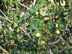 Solanum linnaeanum