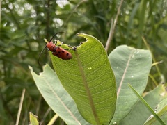 Tetraopes tetrophthalmus