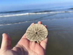 Dendraster excentricus