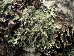 Parmelia sulcata
