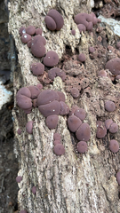 Ascocoryne sarcoides