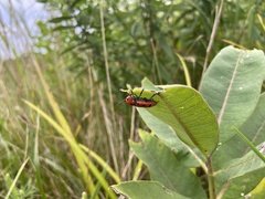 Tetraopes tetrophthalmus