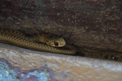 Malpolon monspessulanus