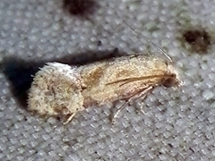 Platphalonidia magdalenae