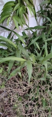 Poaceae