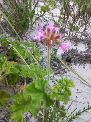 Pelargonium capitatum