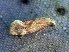 Platphalonidia magdalenae