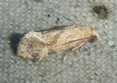 Platphalonidia magdalenae