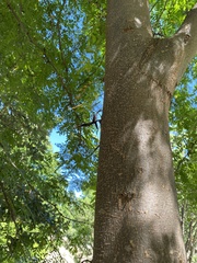 Gleditsia triacanthos