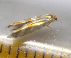 Argyresthia goedartella