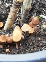 Pholiotina rugosa
