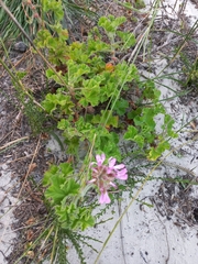 Pelargonium capitatum