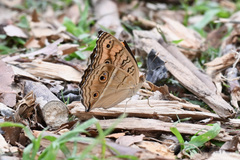 Junonia almana