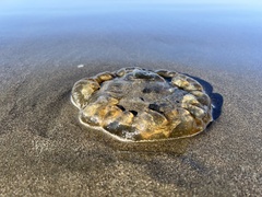 Chrysaora fuscescens