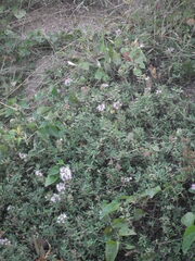 Thymus quinquecostatus