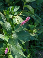 Persicaria amphibia