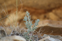 Evolvulus nuttallianus