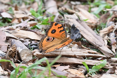 Junonia almana