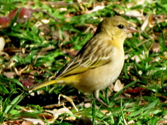 Ploceus cucullatus nigriceps