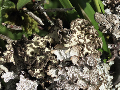 Lobarina scrobiculata