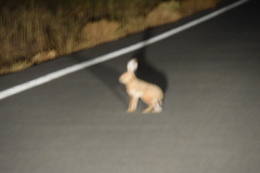 Lepus granatensis