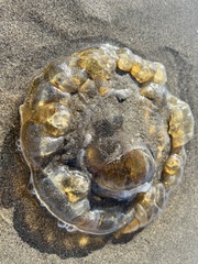 Chrysaora fuscescens