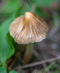 Pseudosperma sororium