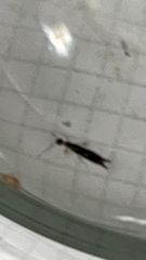 Euborellia annulipes