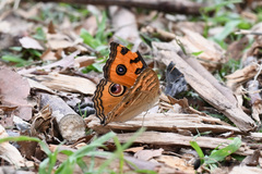 Junonia almana