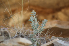 Evolvulus nuttallianus