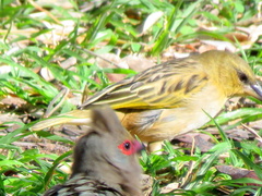 Ploceus velatus caurinus