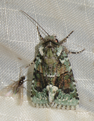 Lacinipolia explicata