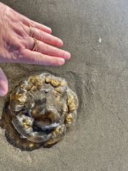 Chrysaora fuscescens