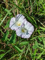 Convolvulus arvensis